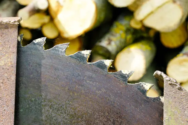 Photo of A fragment of a old circular saw blade with large teeth and sawn wood in a blurred background