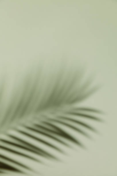 istock Palm leaf shadow on a green wall background. Olive color stylish flat lay with trendy shadow and sun light. 1409953997