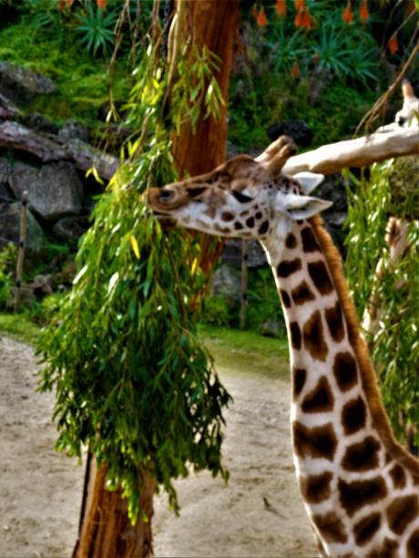 istock Close up of giraffe at zoo 1409954045