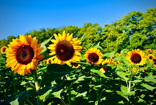 Natures sunflowers beauty in a row