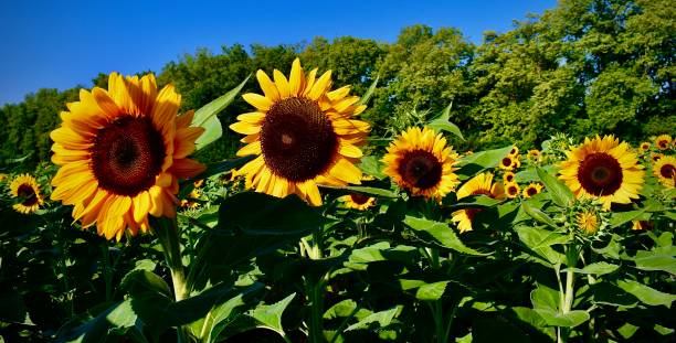istock Sunflowers Peaking at at the Sun 1409954312
