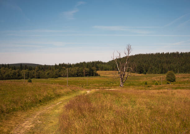 istock at Hala Izerska in the Izerskie Mountains 1409955317