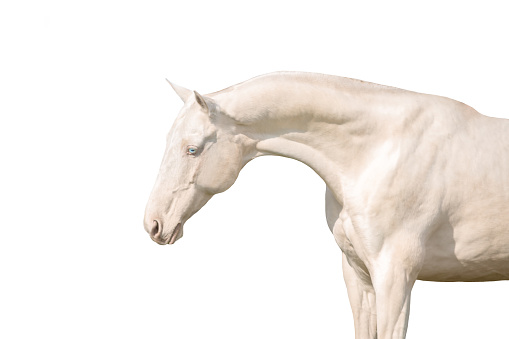 Close up cremello ahalteke horse portrait