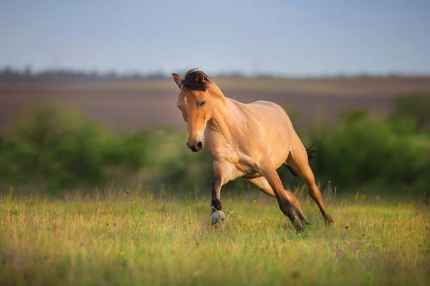 istock Horse gallop on spring green meadow 1409956934