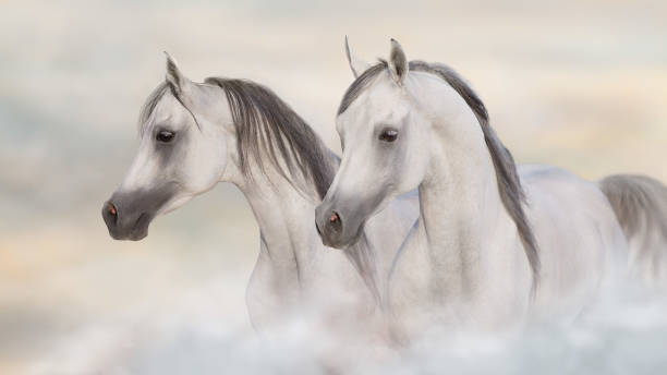 istock Grey arabian horses portrait 1409956945