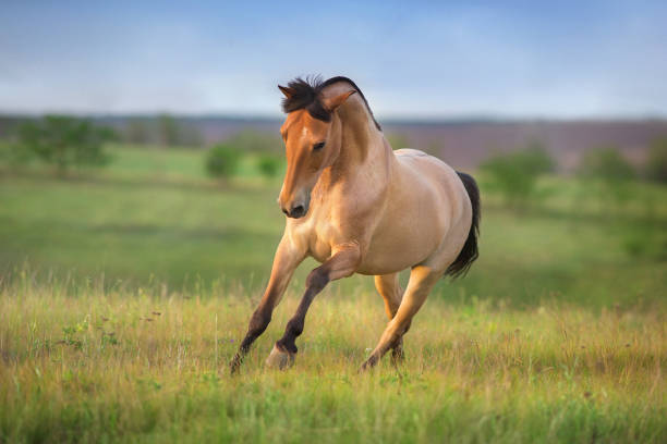 istock Horse gallop on spring green meadow 1409956947