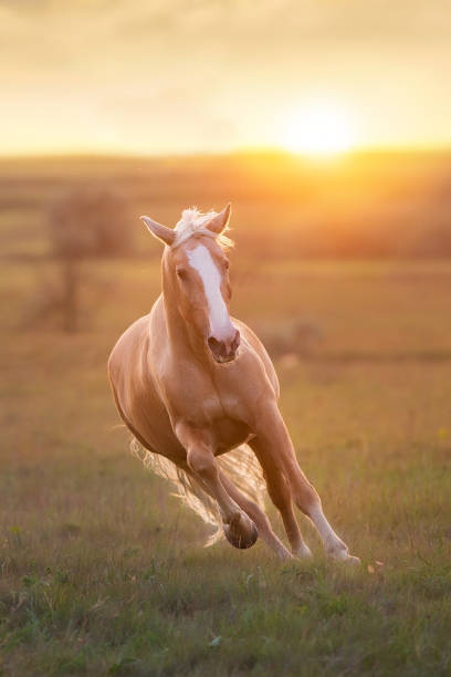 istock Palomino horse at sunset 1409956984