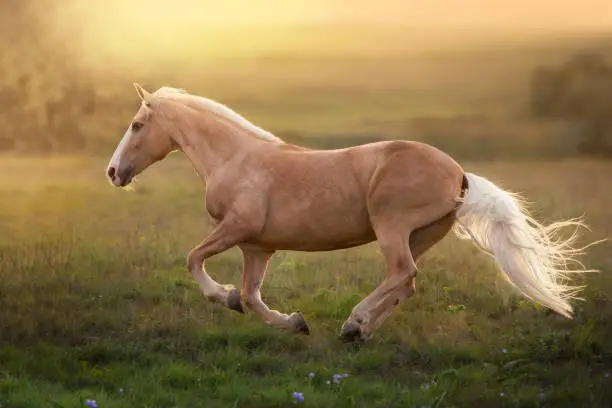 Palomino horse run gallop in meadow at sunset light