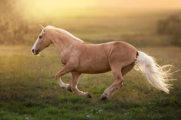 palomino horse at sunset - palomino imagens e fotografias de stock