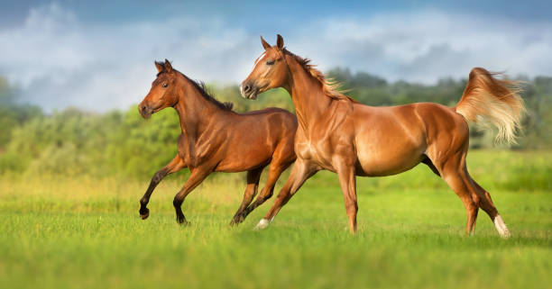 istock Red and bay horse run gallop 1409957017