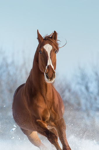 Red Horse portrait in winter snow wood landscape