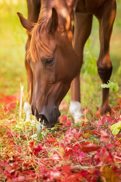 istock Red horse in autumn park 1409957043
