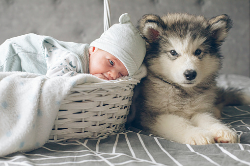 newborn baby boy with his puppy dog, in a basket, posing for photoshoot