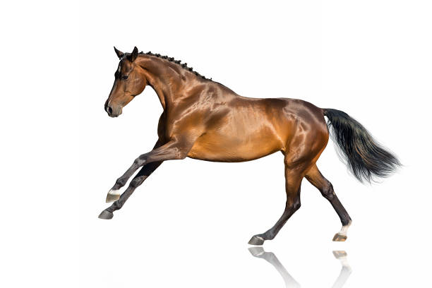 Horse run gallop isolated Bay horse  run free gallop isolated on white gallop animal gait stock pictures, royalty-free photos & images