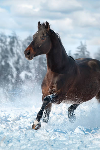 istock Horse run fast in snow 1409958075
