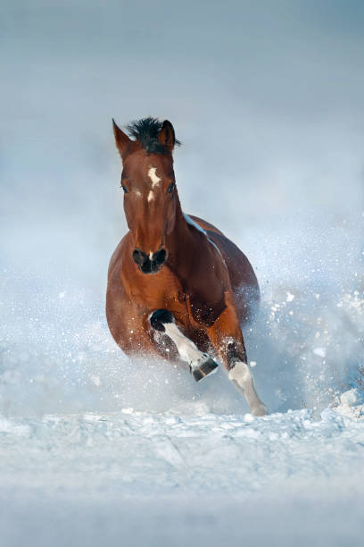 istock Horse run fast in snow 1409958104