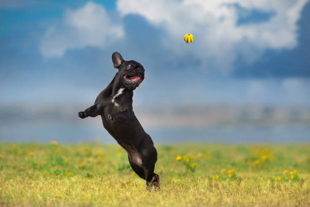 istock Dog play ball 1409958114