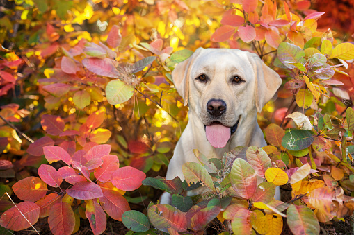 Labrador retriever in autumn park