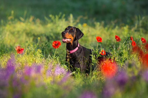 Doberman close up in spring meadow with flowers