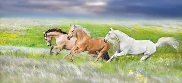 Horse herd free run gallop in stipa meadow