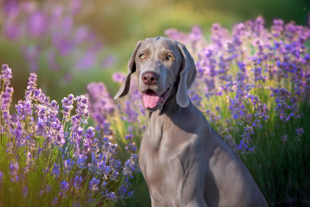 Weimaraner dog in lavander Weimaraner close up portrait in summer lavander flowers weimaraner dog animal domestic animals stock pictures, royalty-free photos & images