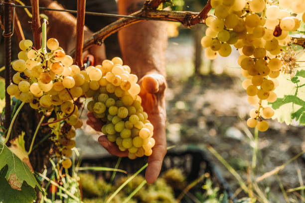 istock Grape harvesting for wine making: Italian vendemmia in Tuscany 1409960213