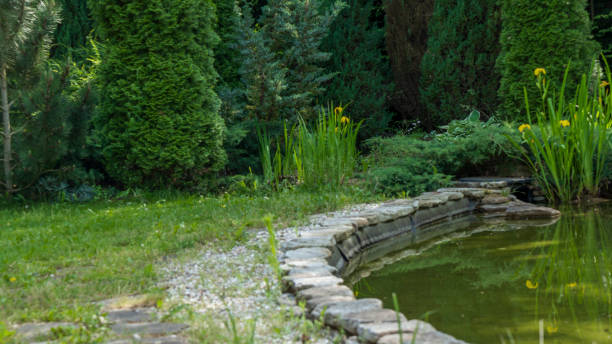 istock Small garden pond with many decorative plants. Nature concept for design. Small pond on a summer day in the garden. 1409960366