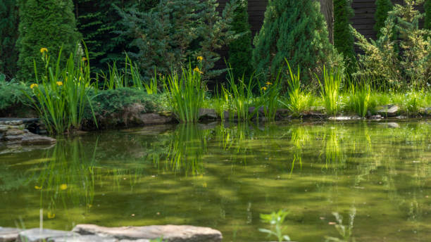 istock Small garden pond with many decorative plants. Nature concept for design. Small pond on a summer day in the garden. 1409960369
