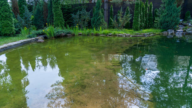 istock Small garden pond with many decorative plants. Nature concept for design. Small pond on a summer day in the garden. 1409960383
