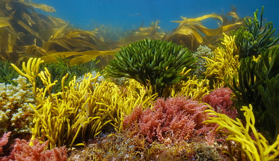 Various colorful algae seaweeds underwater on the ocean floor, Eastern Atlantic, Spain, Galicia
