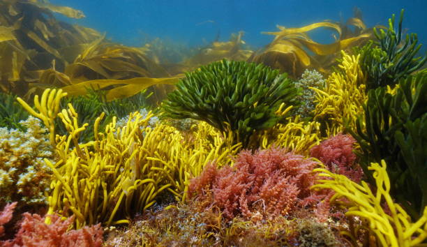 Various colorful algae seaweeds underwater Atlantic Spain stock photo