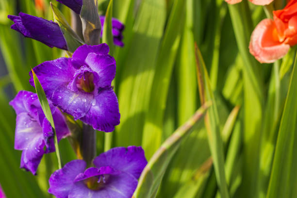 ゴージャスなビュー紫色のグラジオラスの花とぼやけた緑の葉の背景の隅にオレンジ色のグラジオラスの花のビットのクローズアップビュー。 - gladiolus orange flower isolated ストックフォトと画像