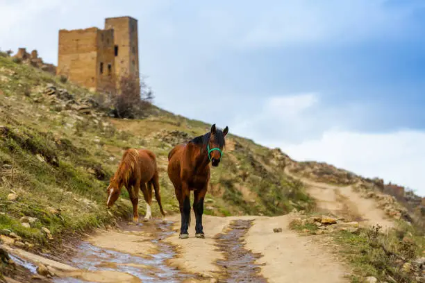 Photo of A herd of horses in the mountains