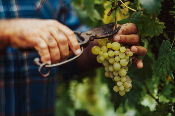 istock Cutting a bunch of grape: harvesting in Italy 1409963351
