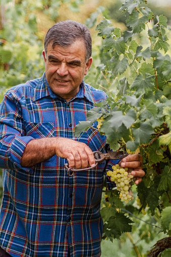 Grapes Harvesting and Picking Up: senior grandpa man picking up grape from his vineyard