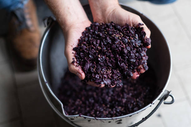Wine making: man with the hands in grapes