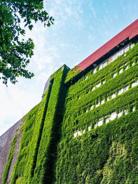 istock The surface of the building is covered with green plants 1409967433