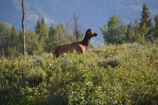 Teton Elk