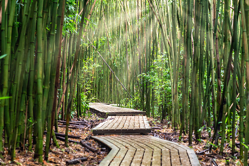 Bamboo forest in Maui, Hawaii