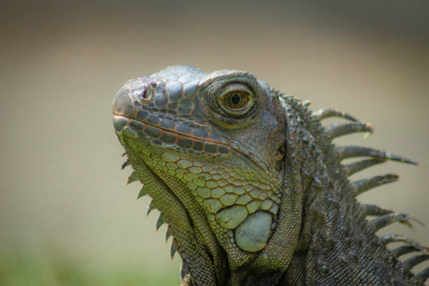 istock Beautiful iguana portrait in nature 1409972792