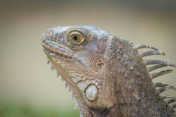istock Beautiful iguana portrait in nature 1409972808