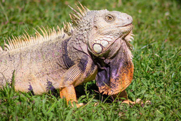 istock Beautiful iguana portrait in nature 1409972990