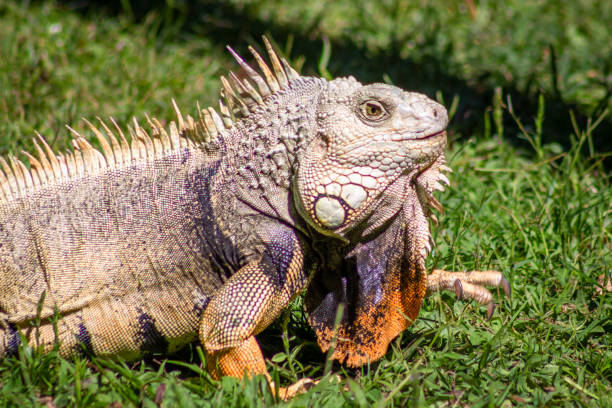 istock The iguana in nature (Sauropsida) 1409972991