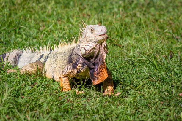 istock The iguana in nature (Sauropsida) 1409973060