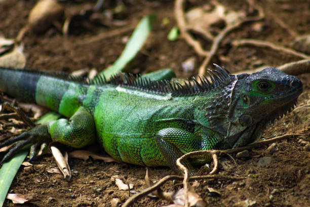 istock Green iguana walking the field 1409973144