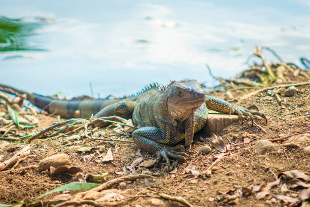 istock The iguana in nature (Sauropsida) 1409973165