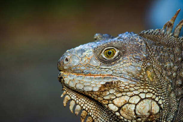istock The iguana in nature (Sauropsida) 1409973174