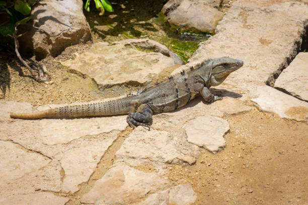 istock The iguana in nature (Sauropsida) 1409973798