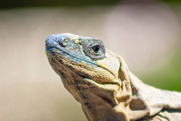 istock Beautiful iguana portrait in nature 1409973831