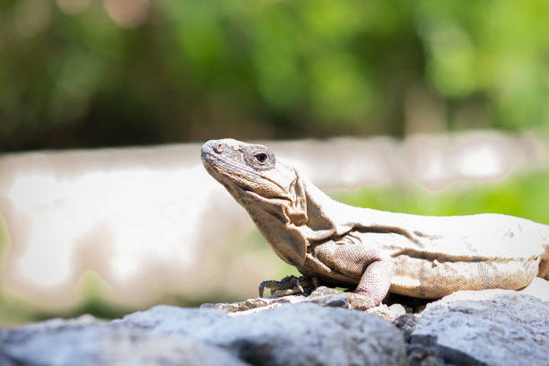 istock The iguana in nature (Sauropsida) 1409973840